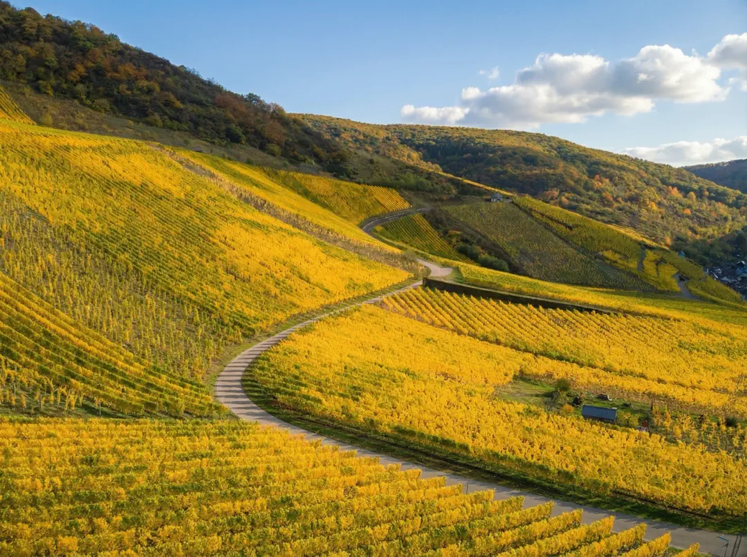 Vignobles de Renommée Mondiale